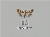 藏品(螟蛾289)的圖片